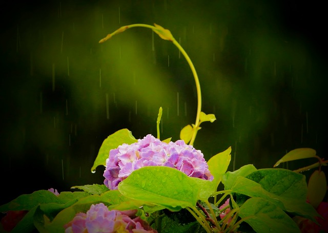 雨の匂いのする花